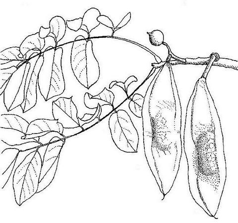 Xeroderris stuhlmannii