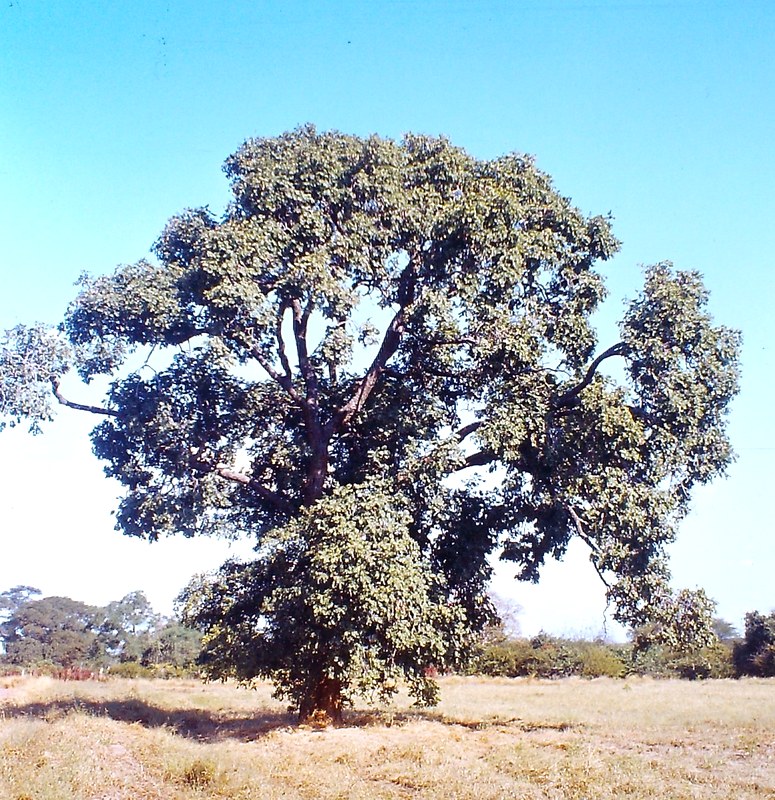 Xeroderris stuhlmannii