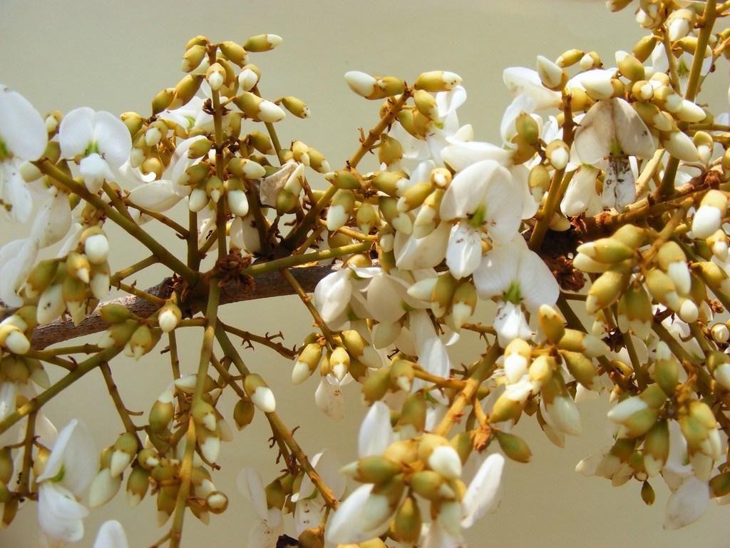 Xeroderris stuhlmannii