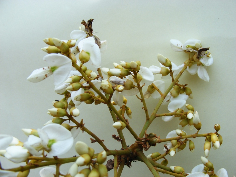 Xeroderris stuhlmannii