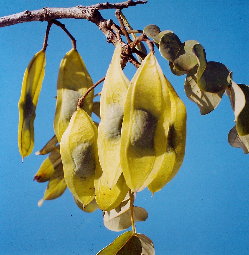 Xeroderris stuhlmannii