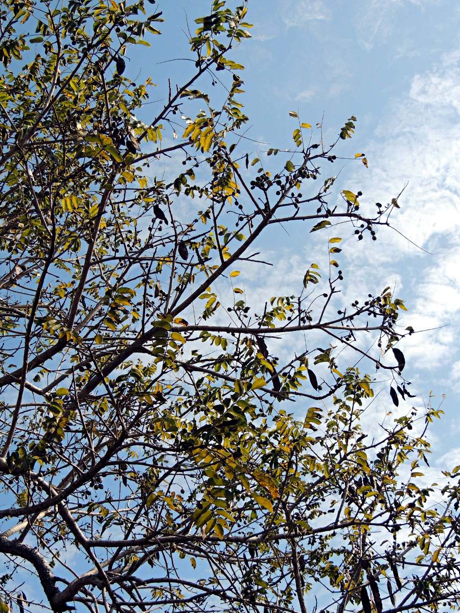 Xeroderris stuhlmannii