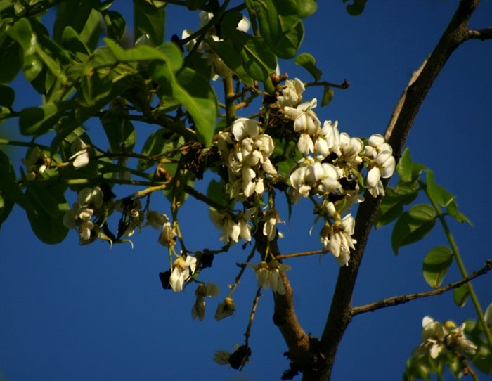 Xeroderris stuhlmannii