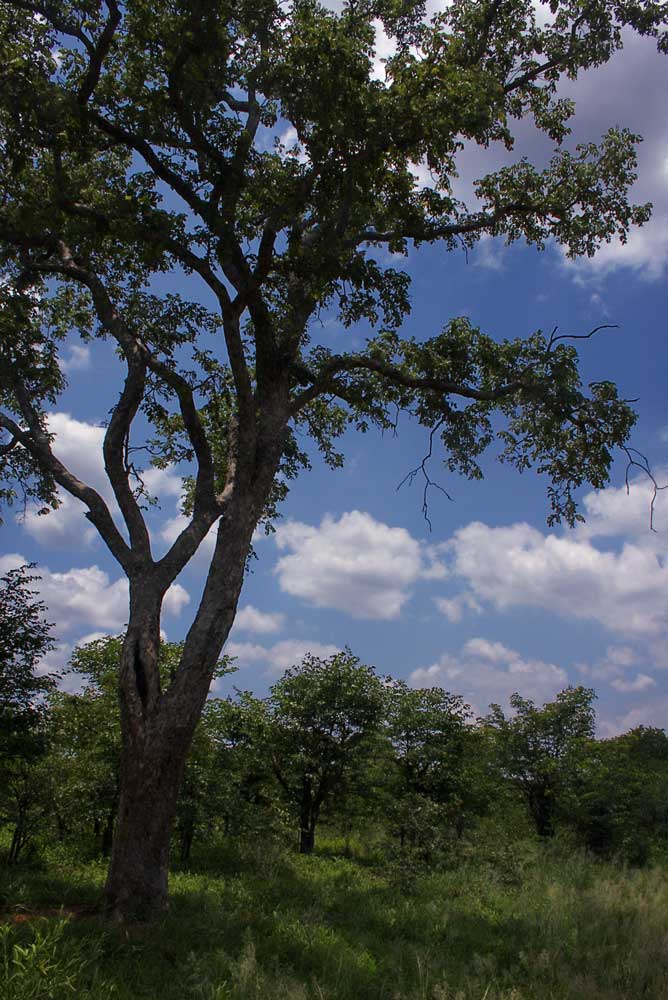 Xeroderris stuhlmannii