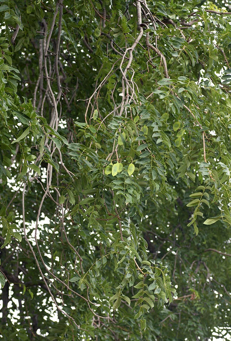 Xeroderris stuhlmannii Xeroderris stuhlmannii