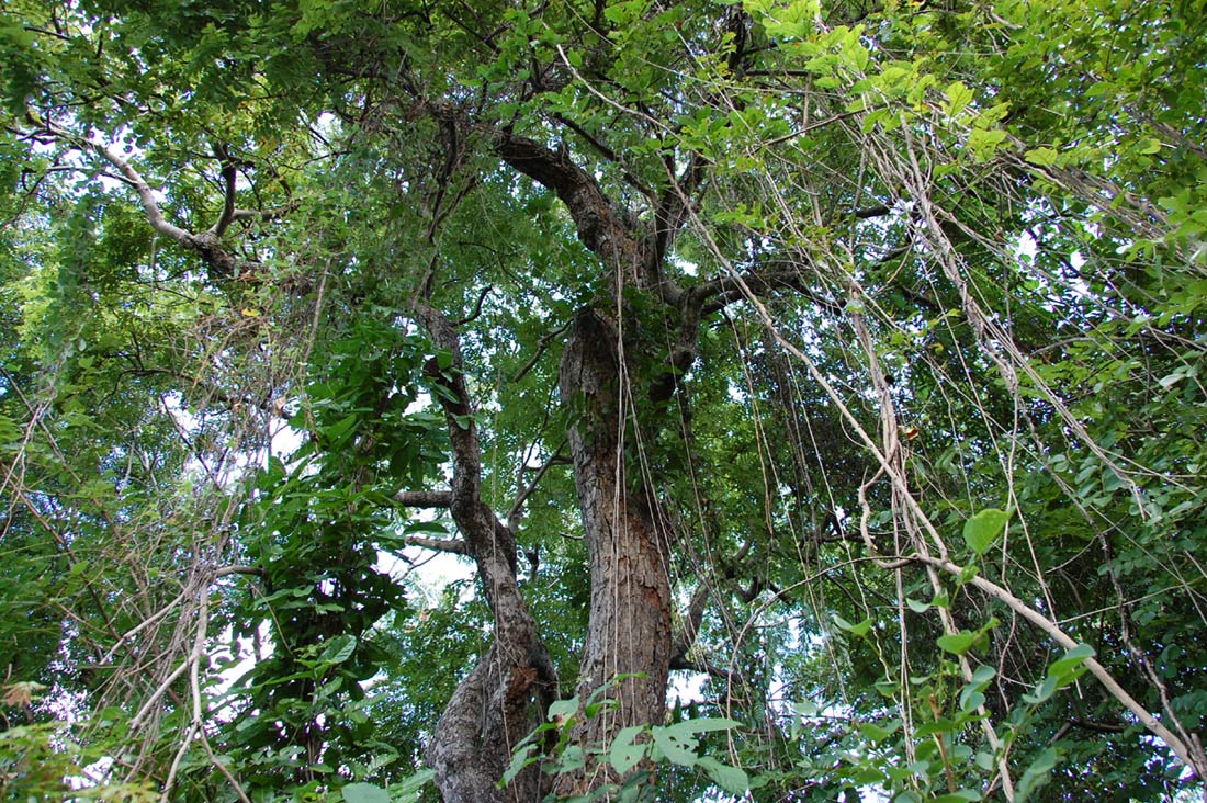 Xeroderris stuhlmannii