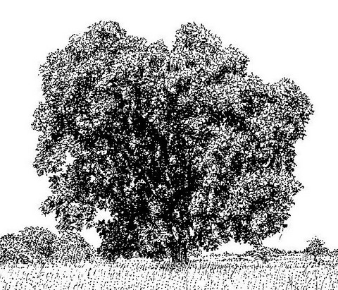 Xeroderris stuhlmannii