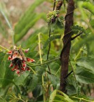 Abrus precatorius subsp. africanus