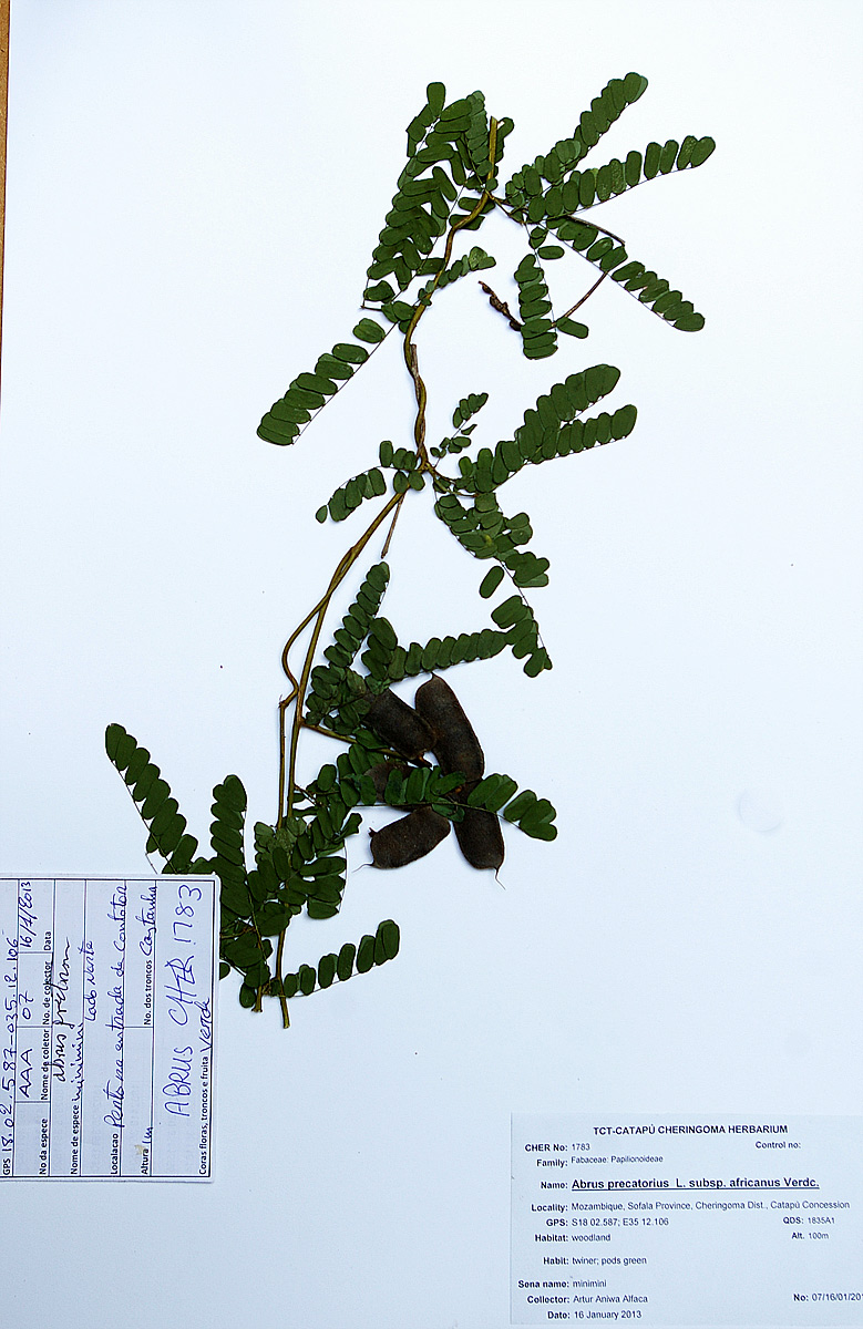 Abrus precatorius subsp. africanus Abrus precatorius subsp. africanus