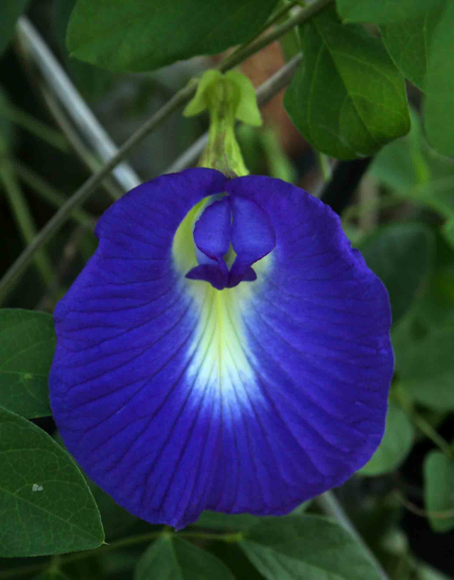 Clitoria ternatea