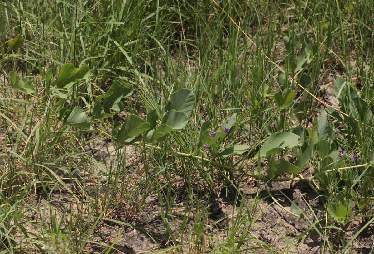 Neorautanenia brachypus