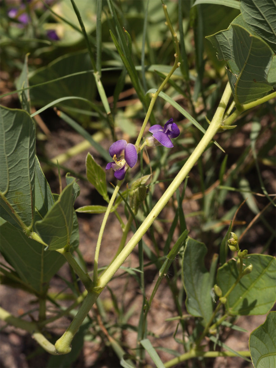 Neorautanenia brachypus
