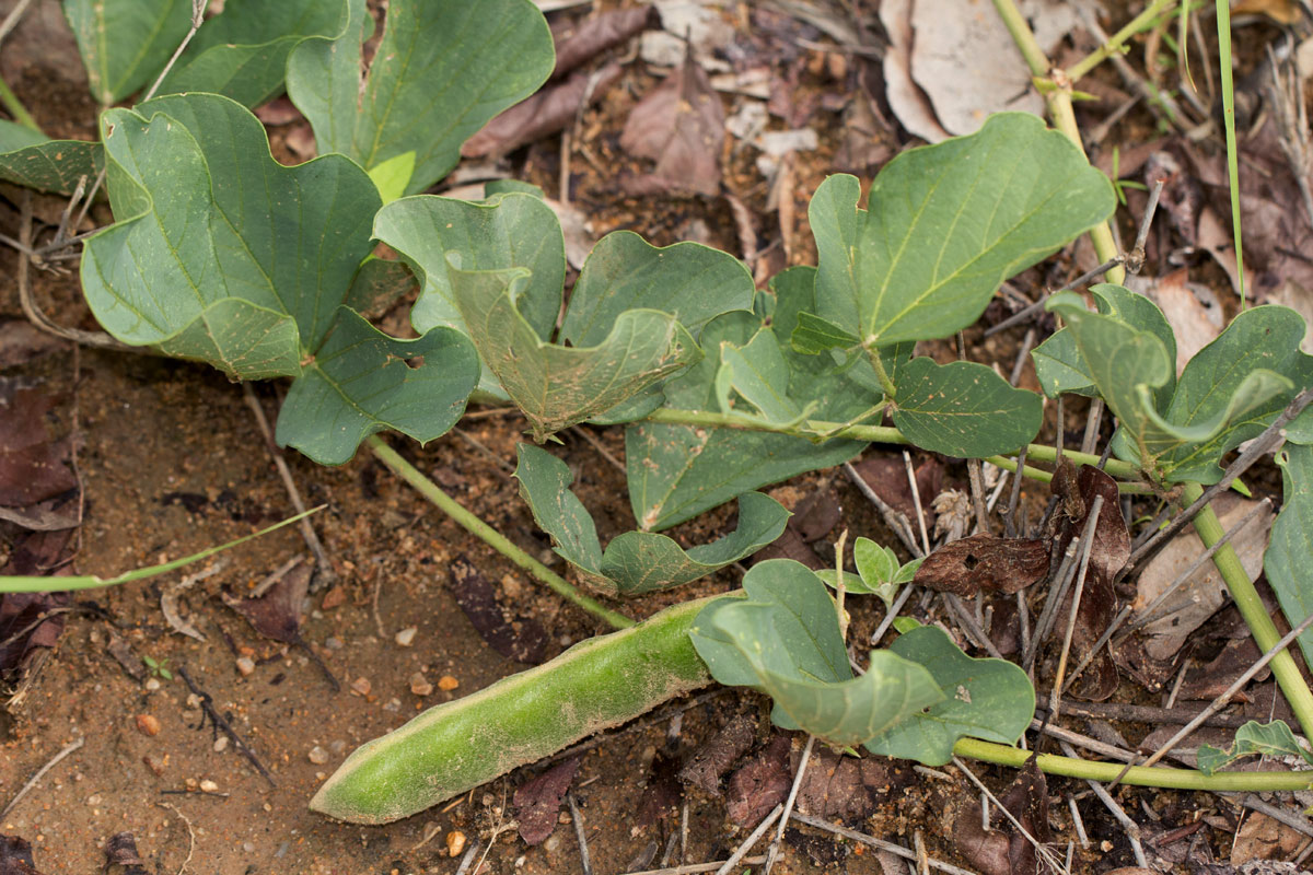 Neorautanenia brachypus