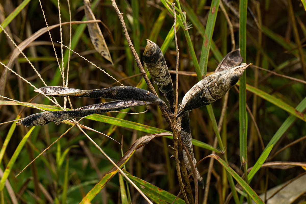 Neorautanenia brachypus
