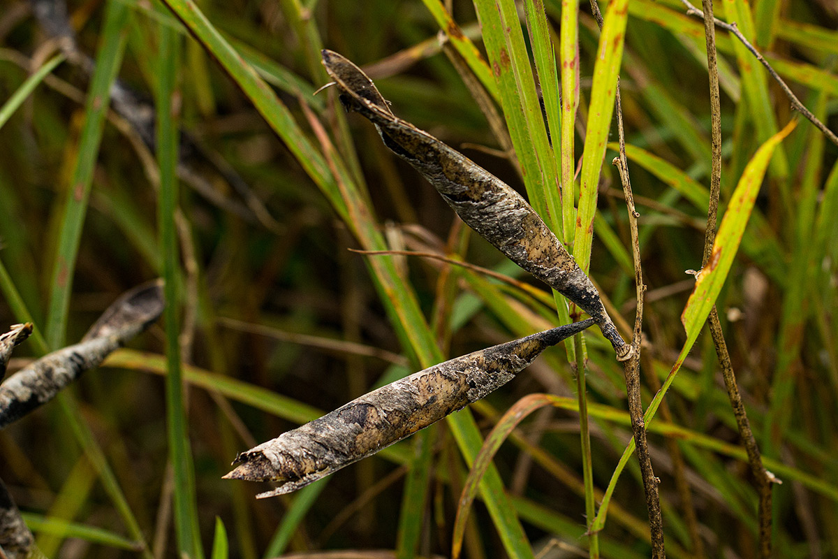 Neorautanenia brachypus