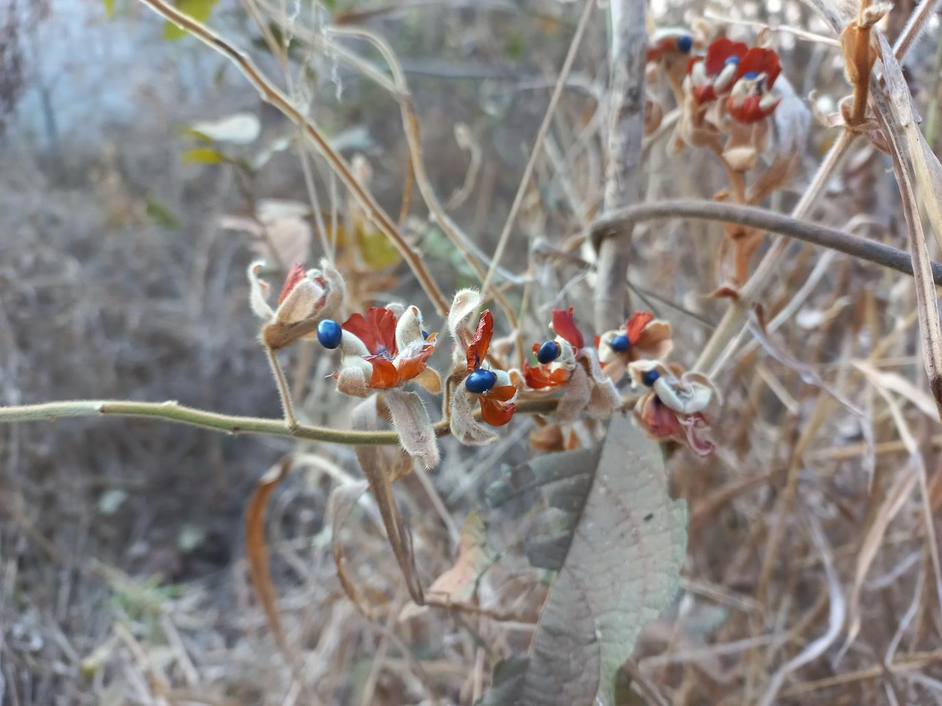 Rhynchosia hirta Rhynchosia hirta