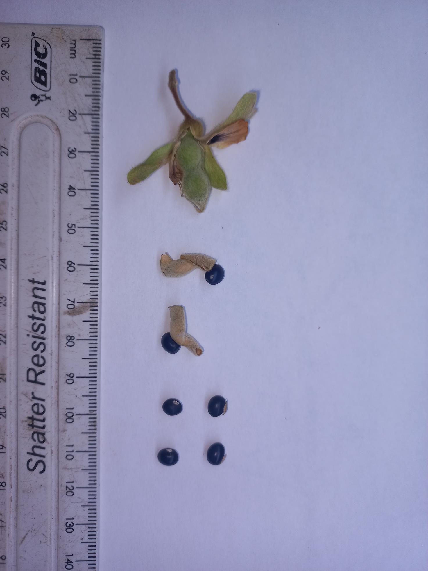 Rhynchosia hirta Rhynchosia hirta