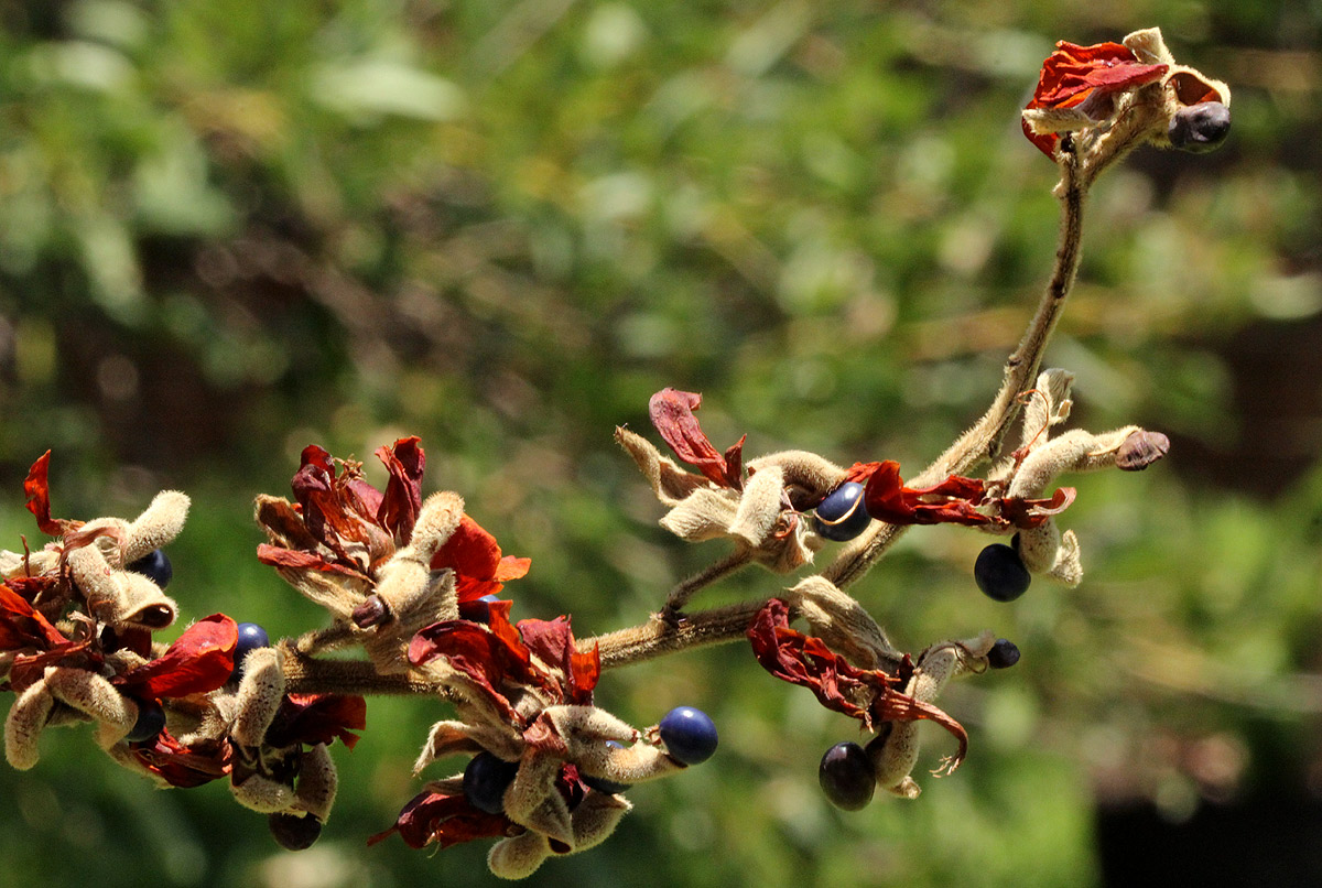 Rhynchosia hirta Rhynchosia hirta