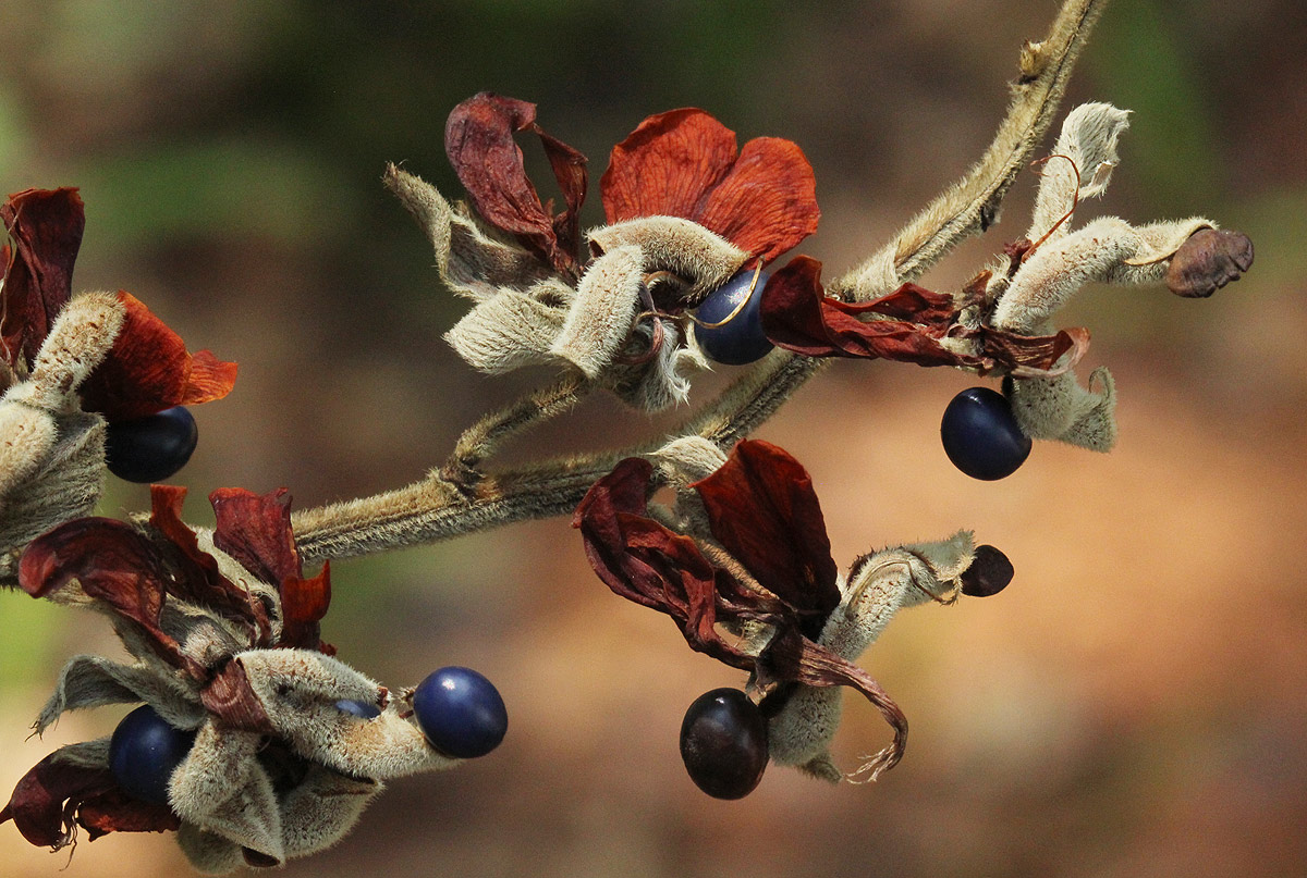 Rhynchosia hirta Rhynchosia hirta