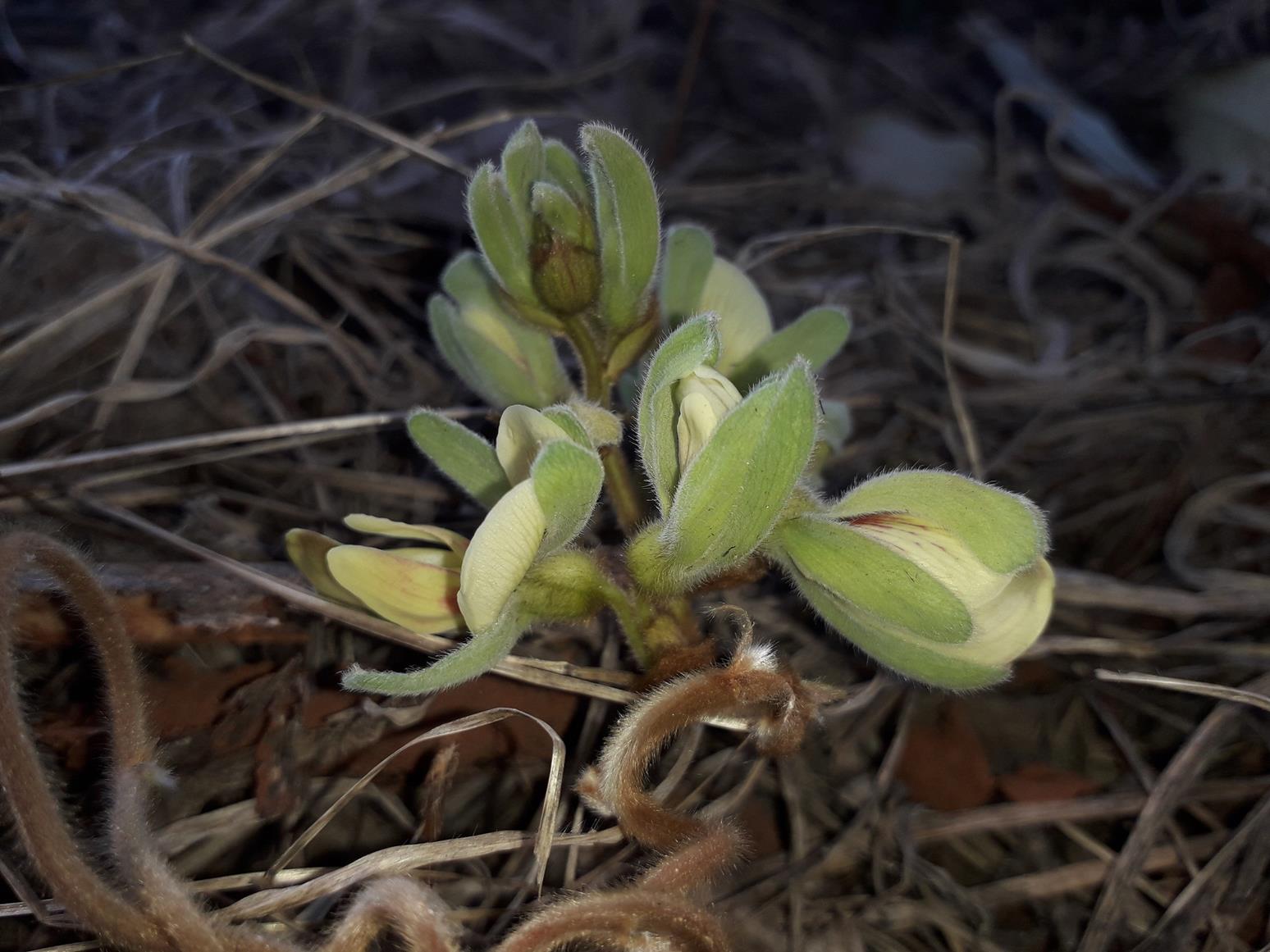Rhynchosia hirta Rhynchosia hirta