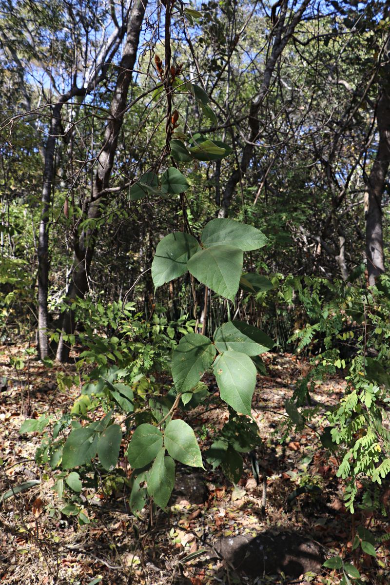 Rhynchosia hirta Rhynchosia hirta