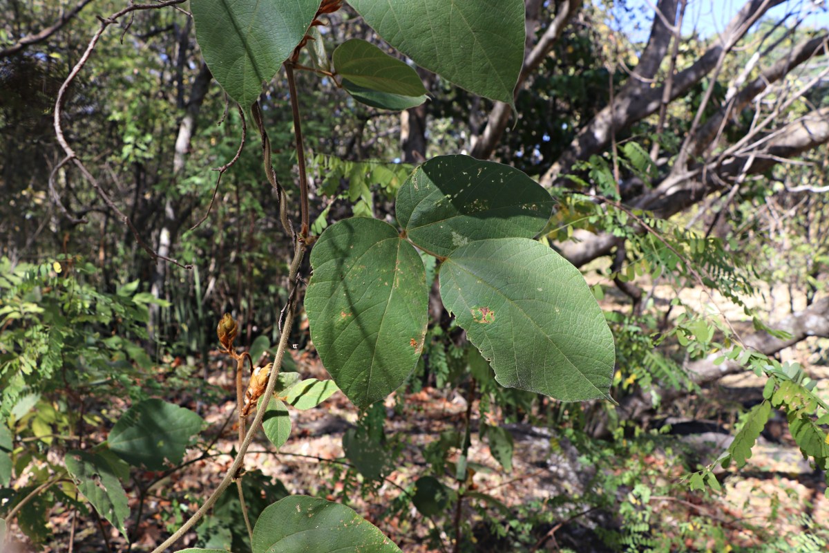 Rhynchosia hirta Rhynchosia hirta