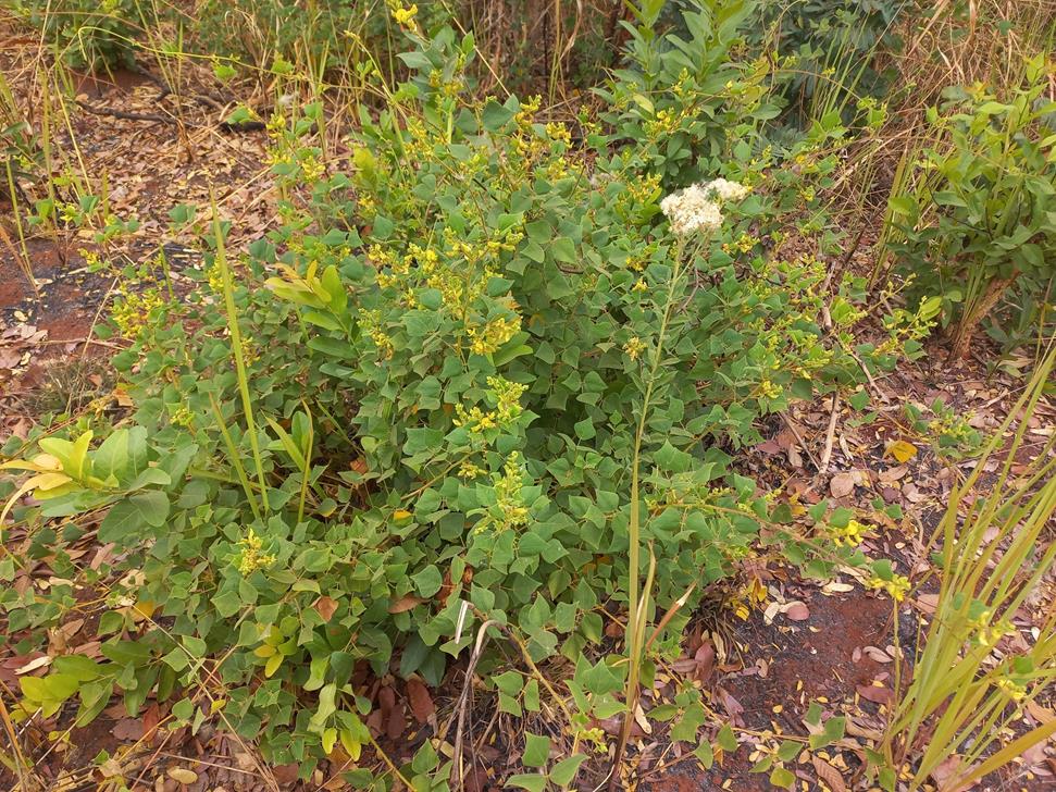 Rhynchosia resinosa Rhynchosia resinosa