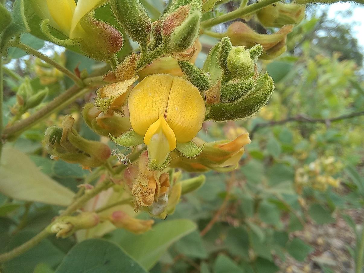 Rhynchosia resinosa Rhynchosia resinosa