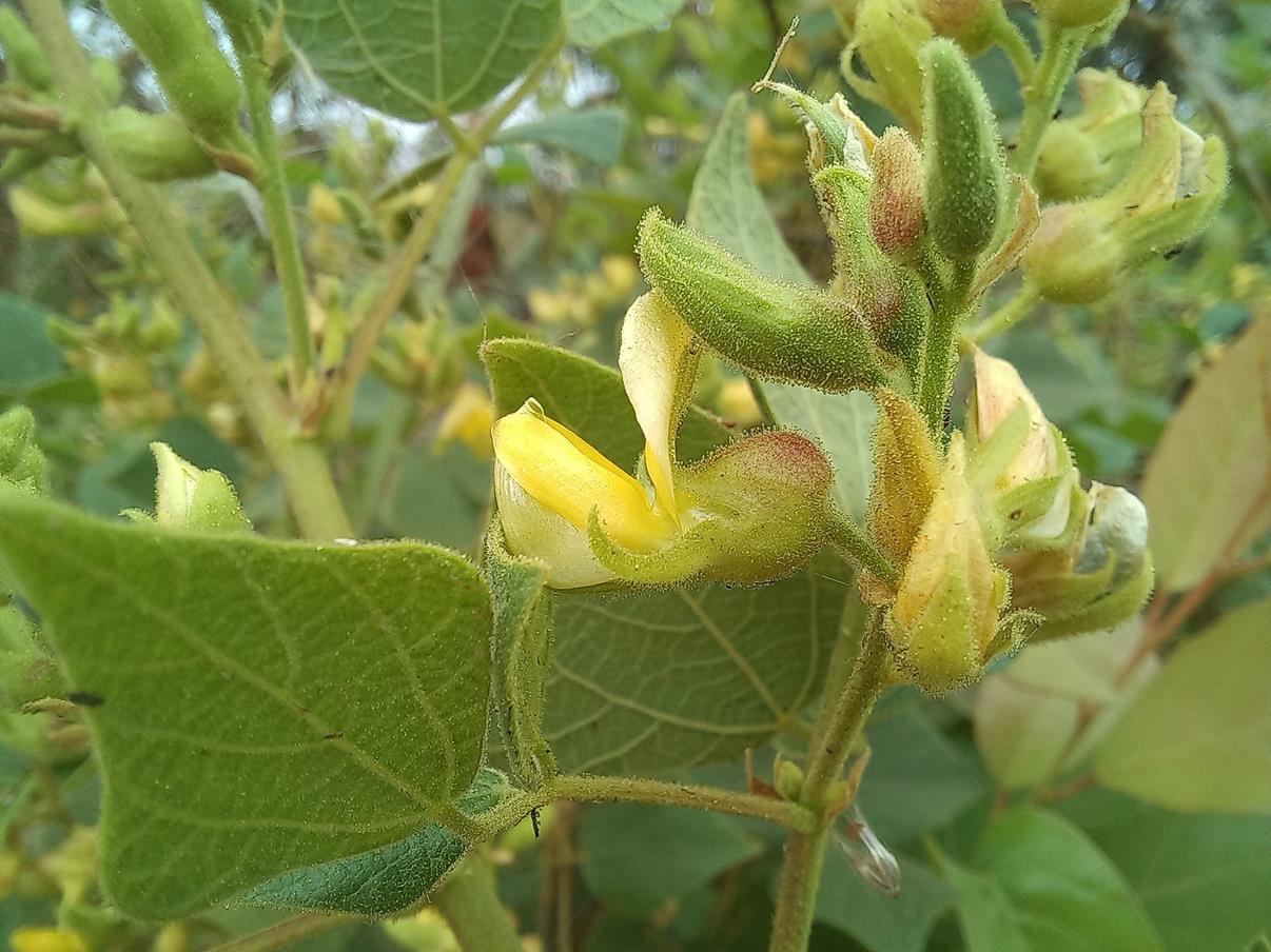 Rhynchosia resinosa Rhynchosia resinosa