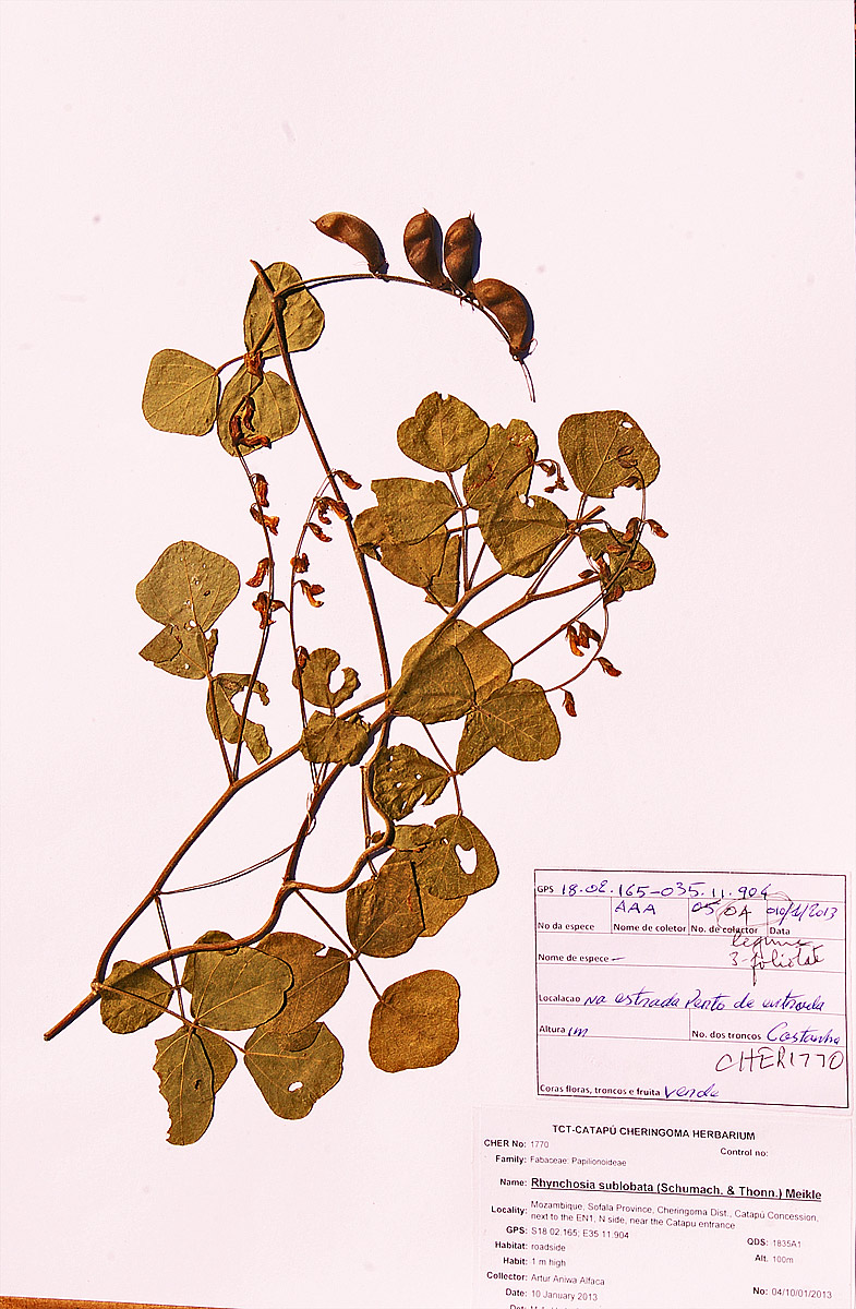 Rhynchosia sublobata Rhynchosia sublobata