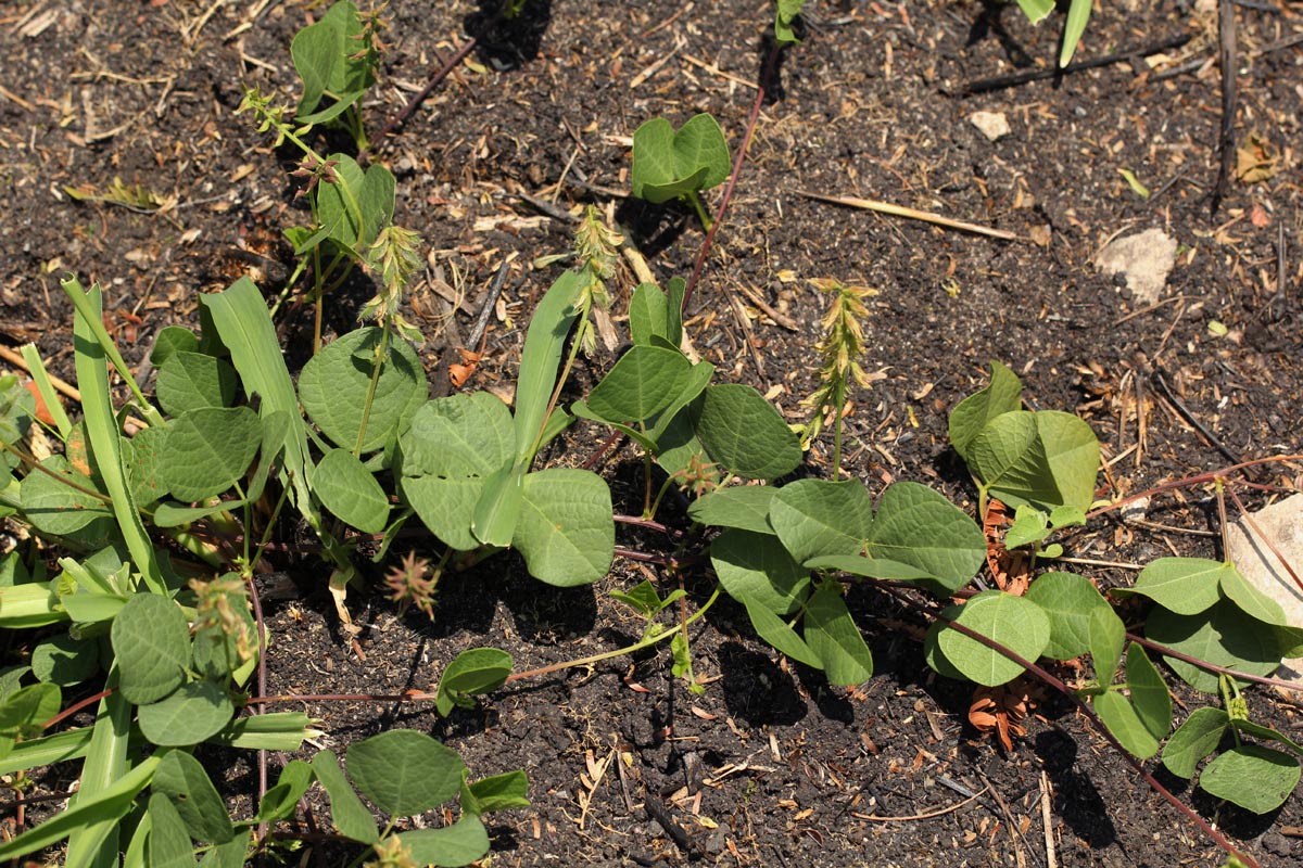 Rhynchosia sublobata