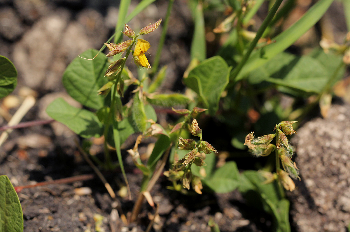 Rhynchosia sublobata