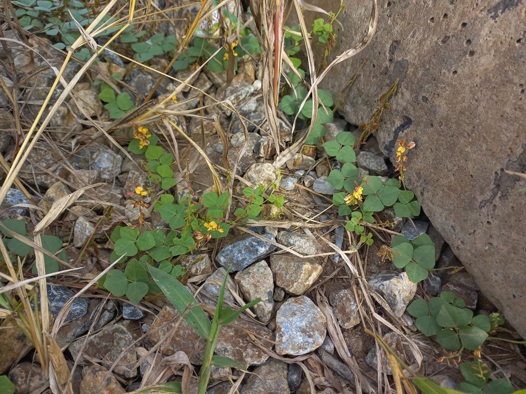 Rhynchosia sublobata