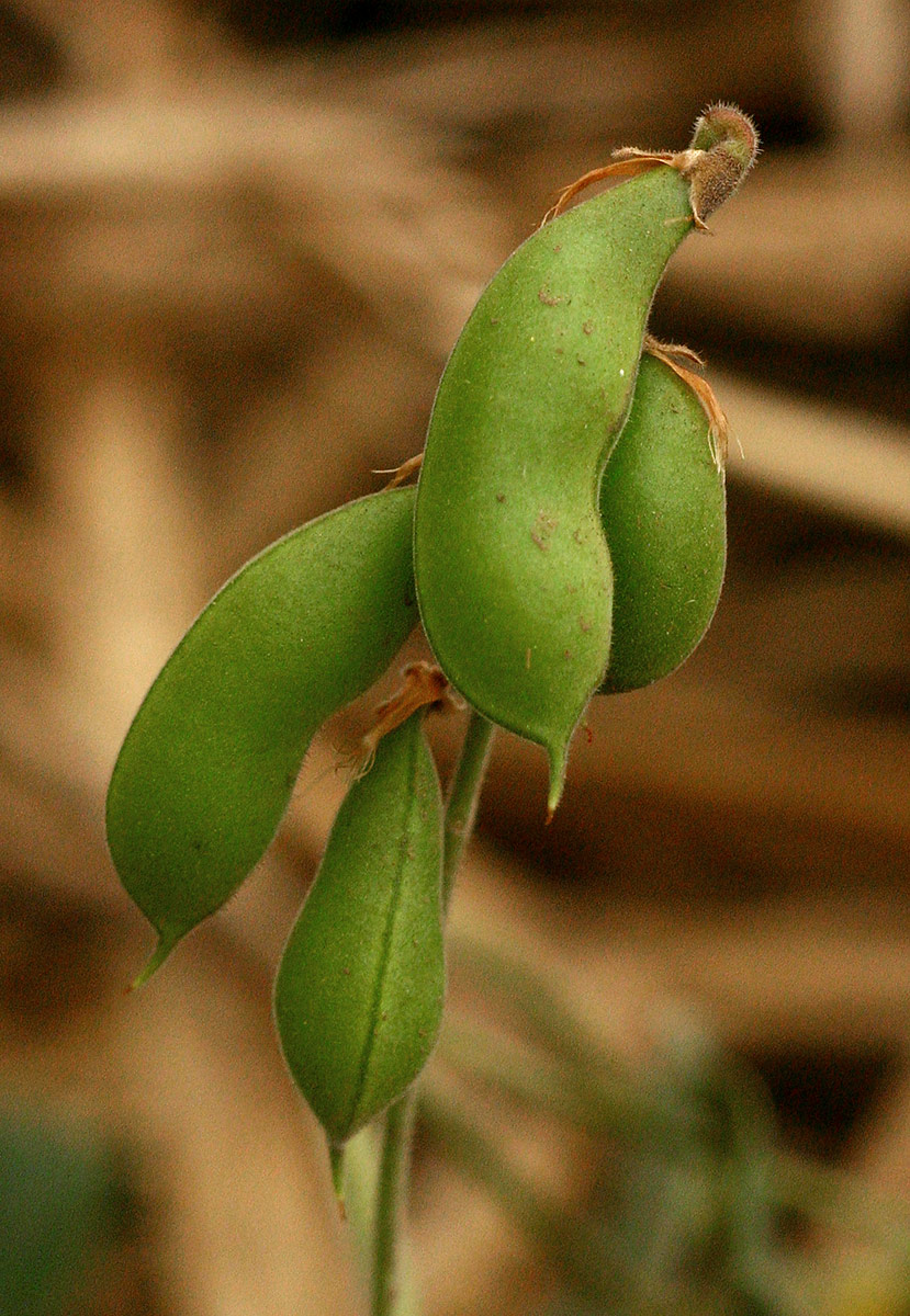 Rhynchosia sublobata