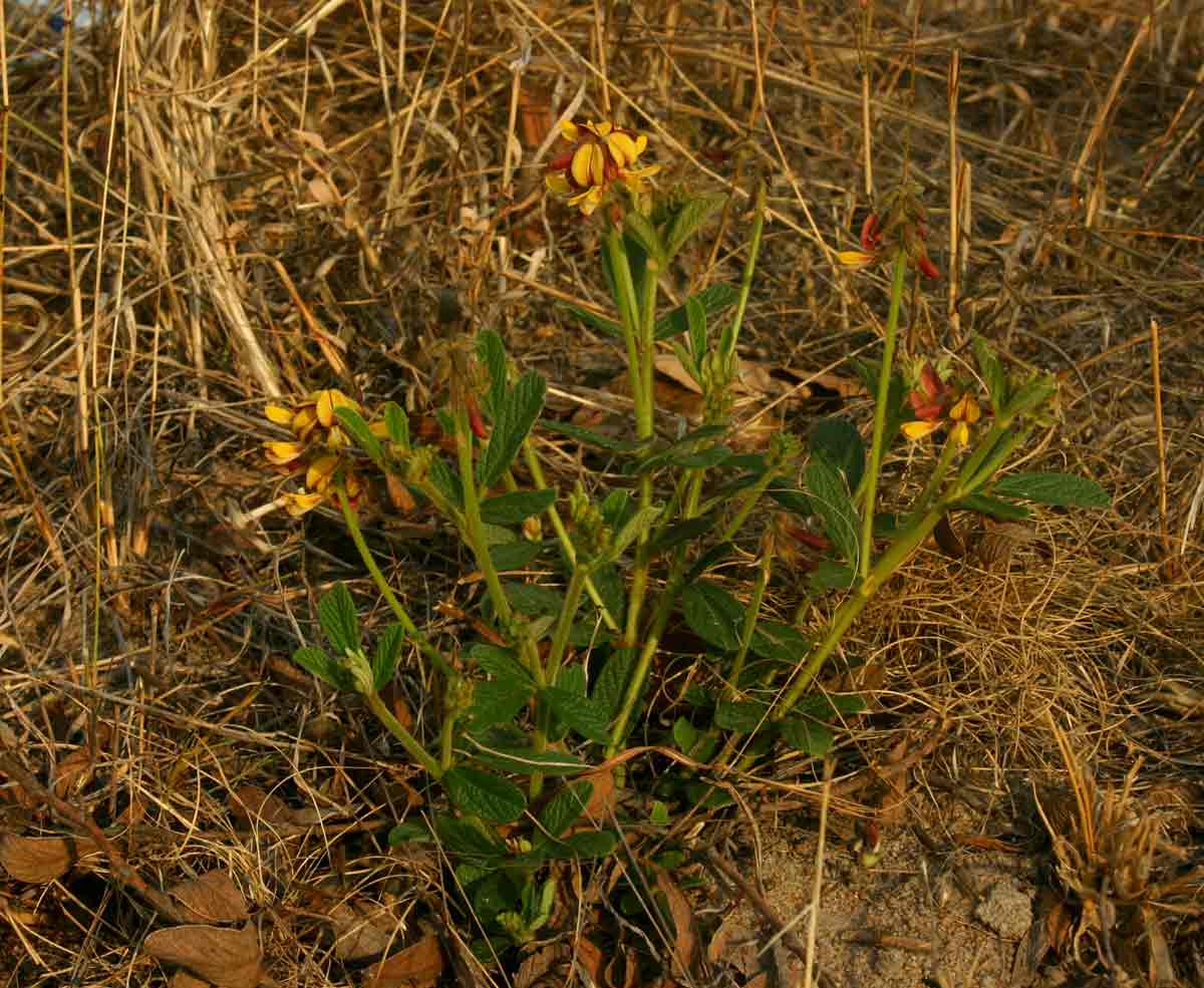 Eriosema pauciflorum Eriosema pauciflorum
