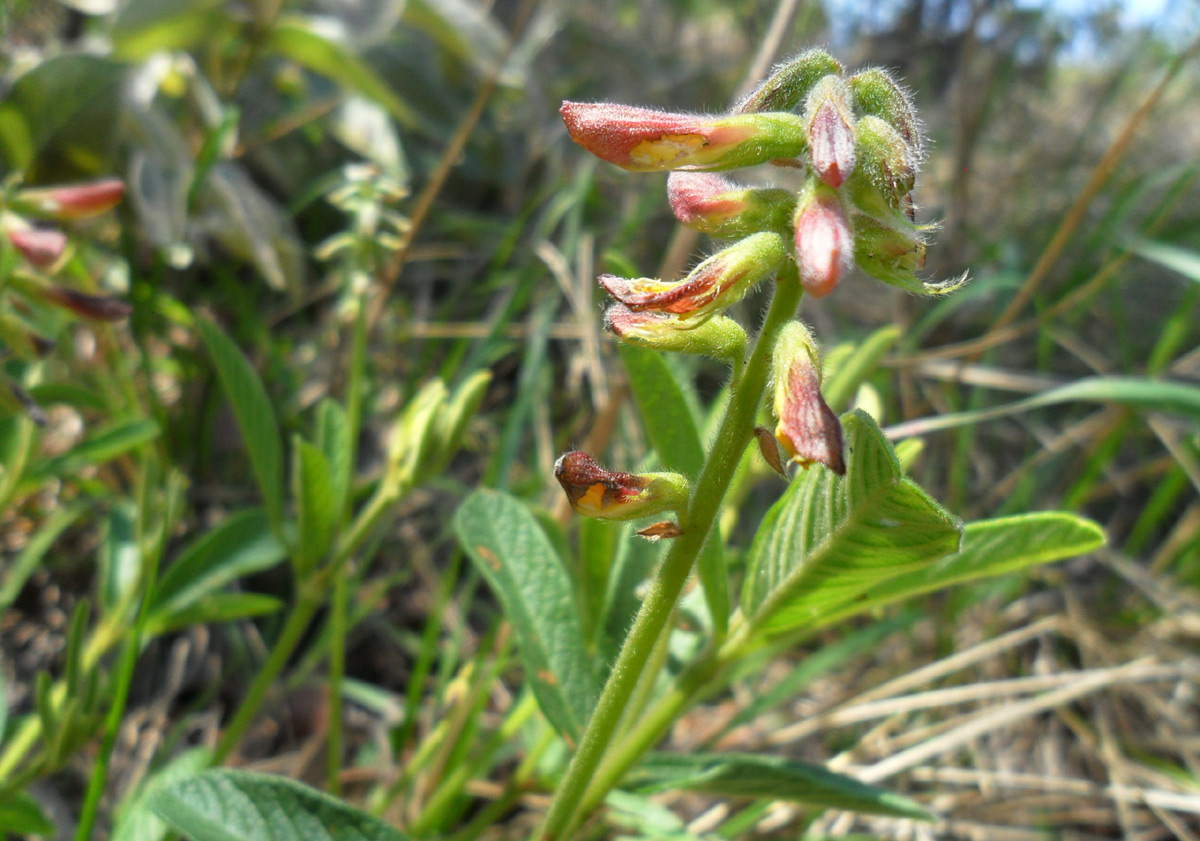 Eriosema pauciflorum