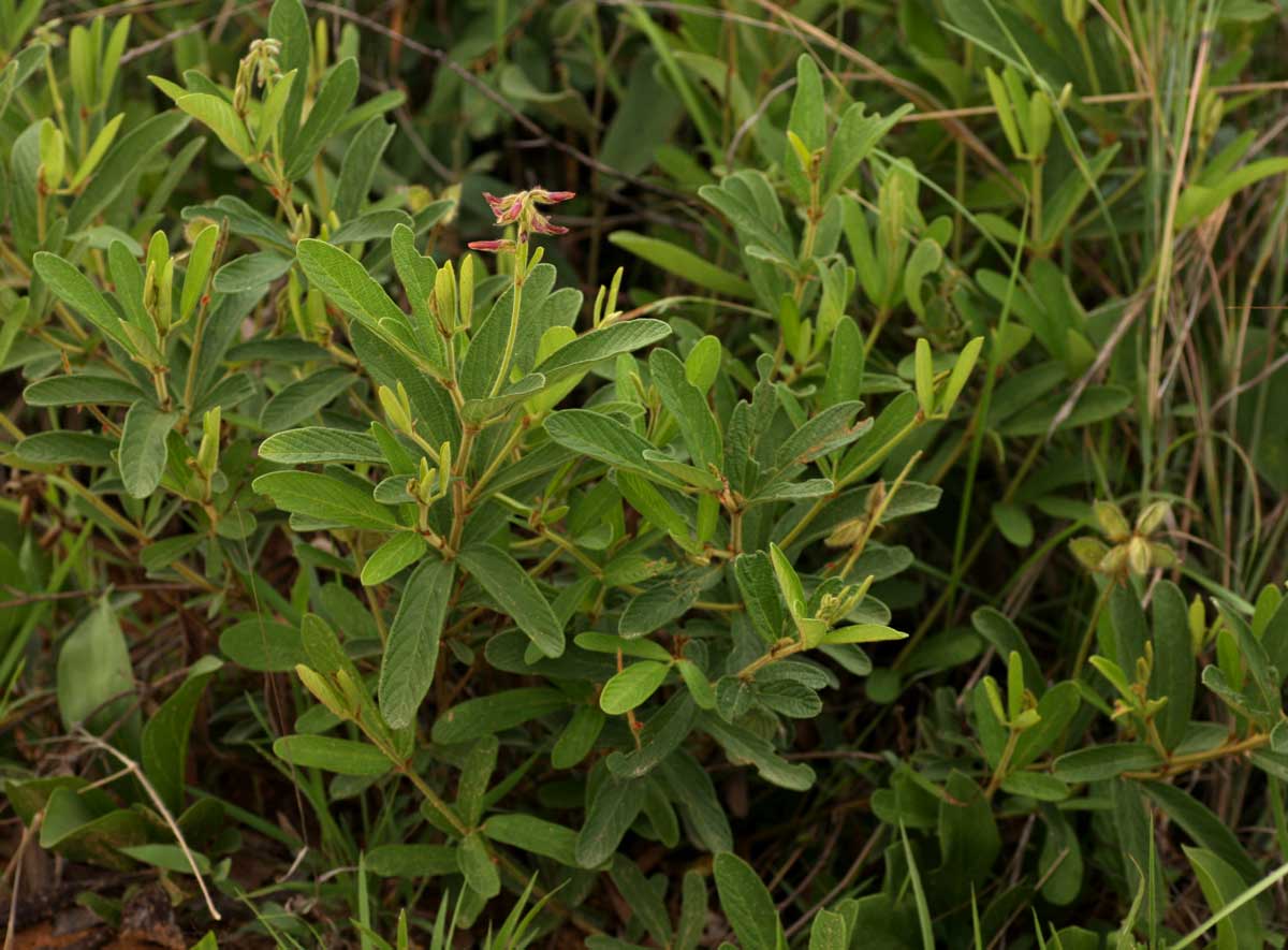 Eriosema pauciflorum