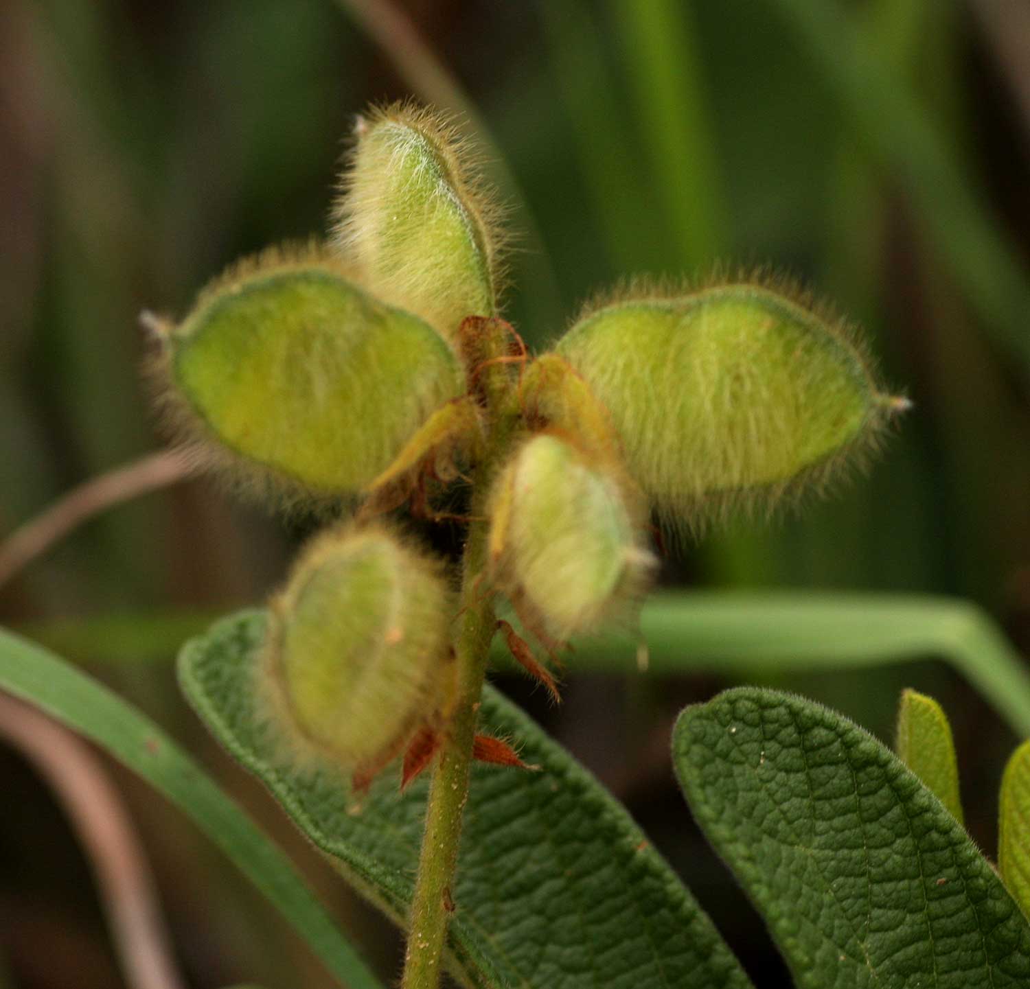 Eriosema pauciflorum