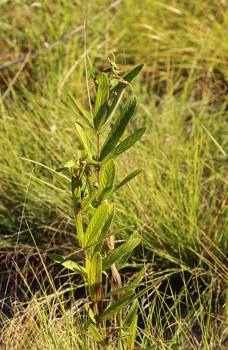 Eriosema pauciflorum