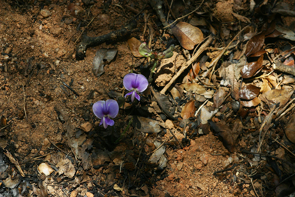 Vigna frutescens subsp. frutescens var. frutescens Vigna frutescens subsp. frutescens var. frutescens
