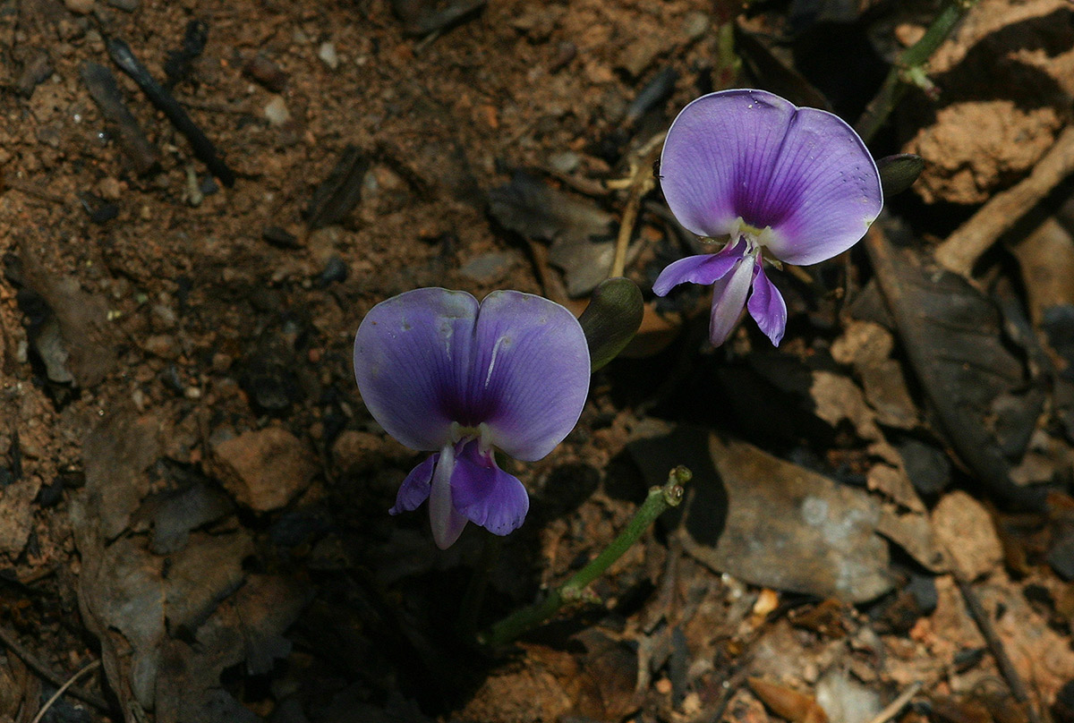 Vigna frutescens subsp. frutescens var. frutescens Vigna frutescens subsp. frutescens var. frutescens