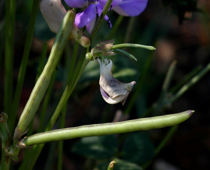 Vigna frutescens subsp. frutescens var. frutescens