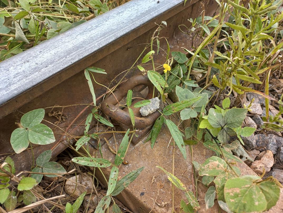 Vigna oblongifolia var. oblongifolia