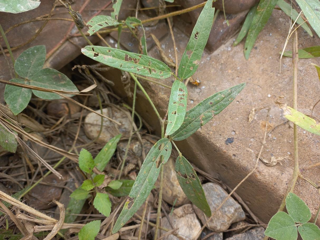 Vigna oblongifolia var. oblongifolia