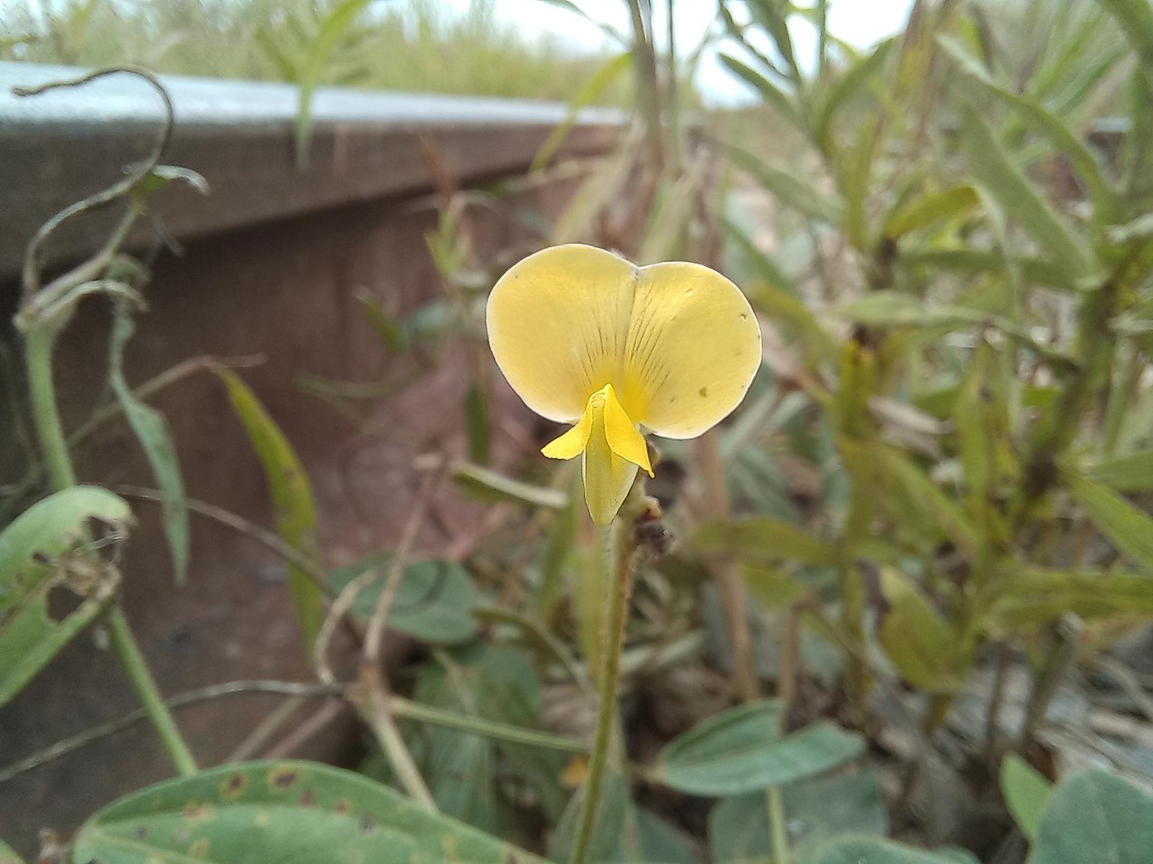 Vigna oblongifolia var. oblongifolia