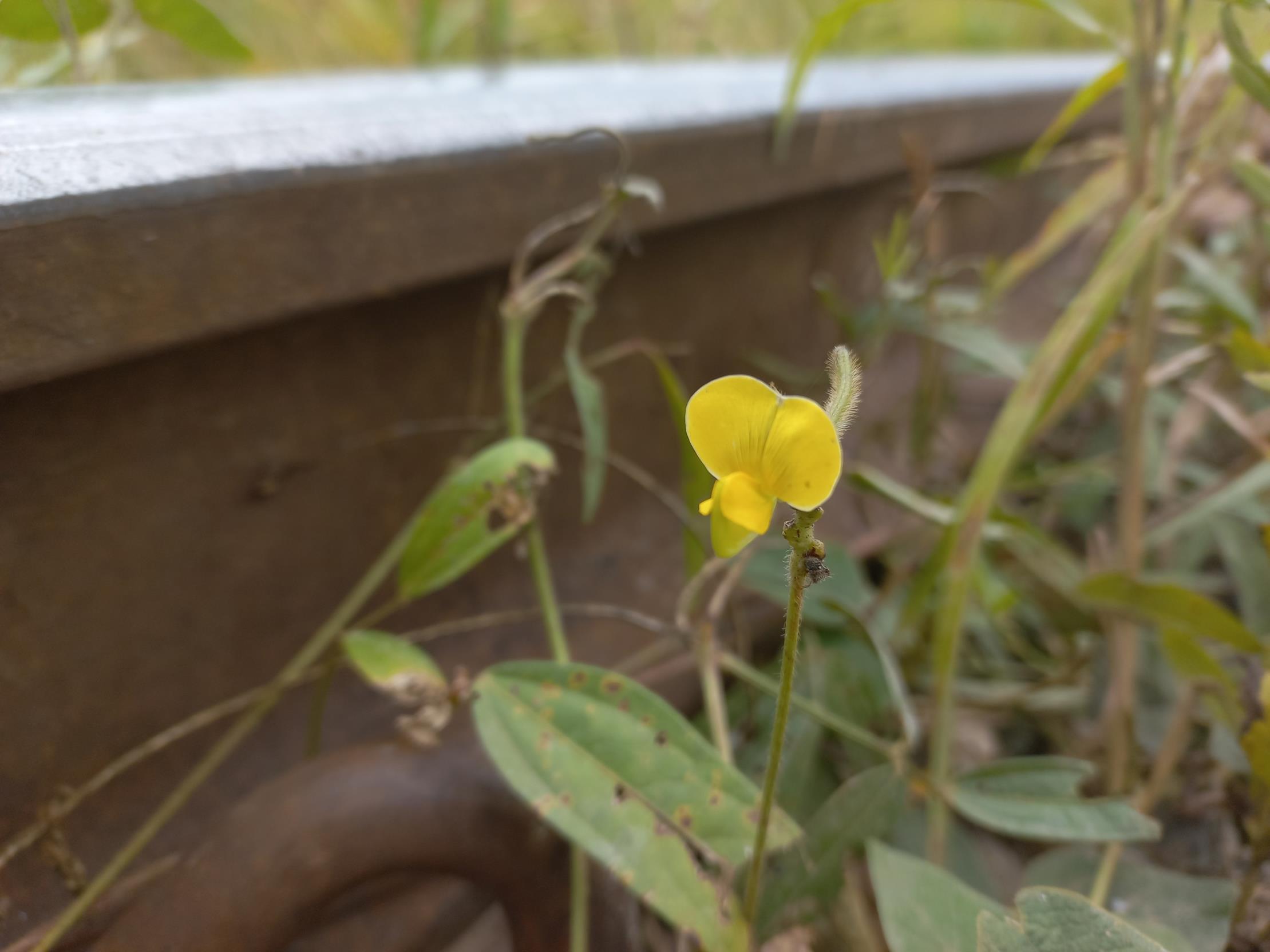 Vigna oblongifolia var. oblongifolia