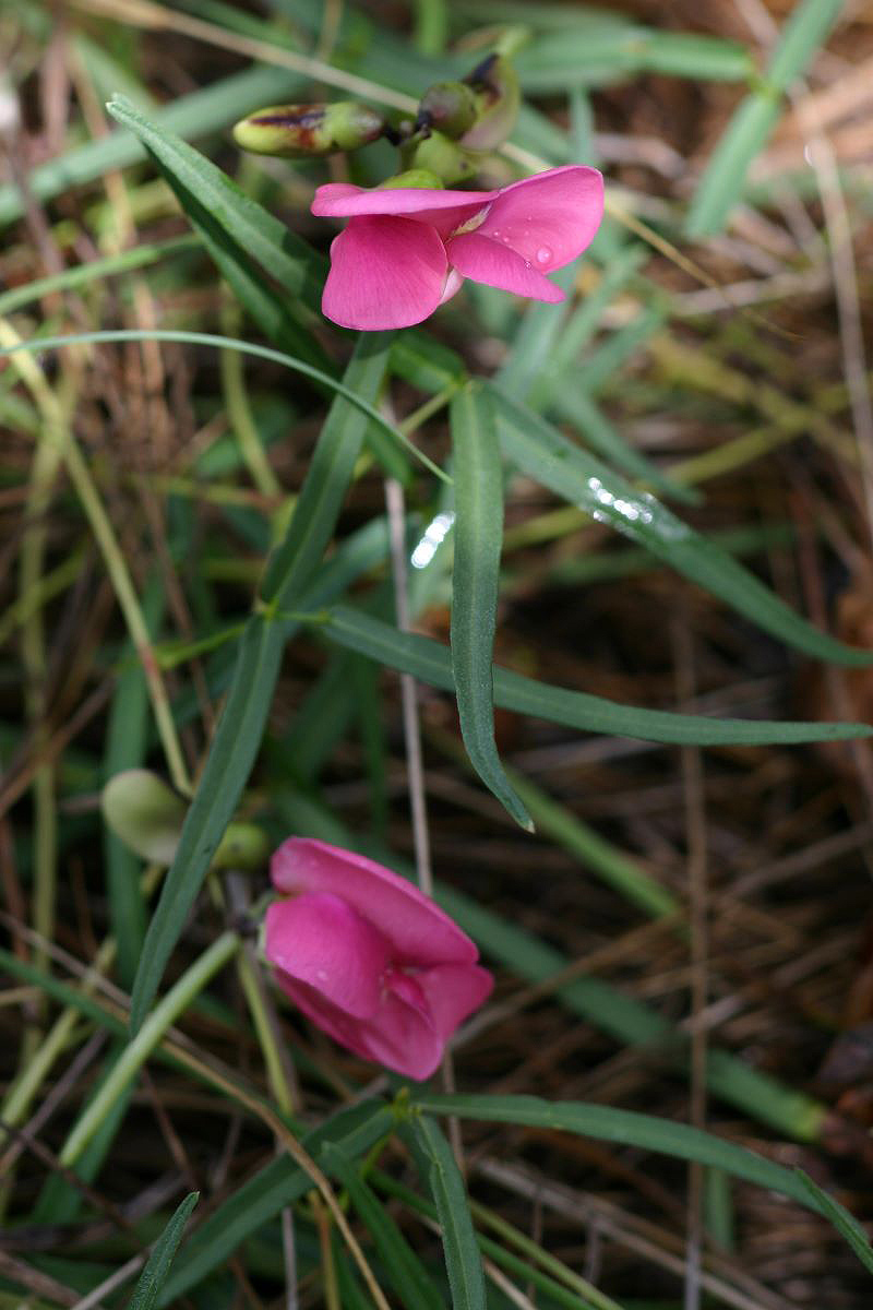 Sphenostylis stenocarpa Sphenostylis stenocarpa