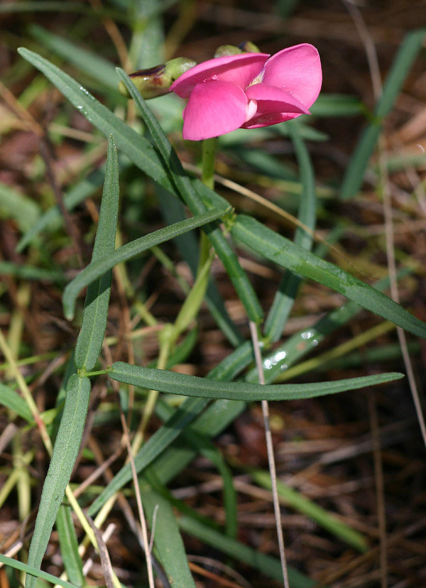 Sphenostylis stenocarpa Sphenostylis stenocarpa