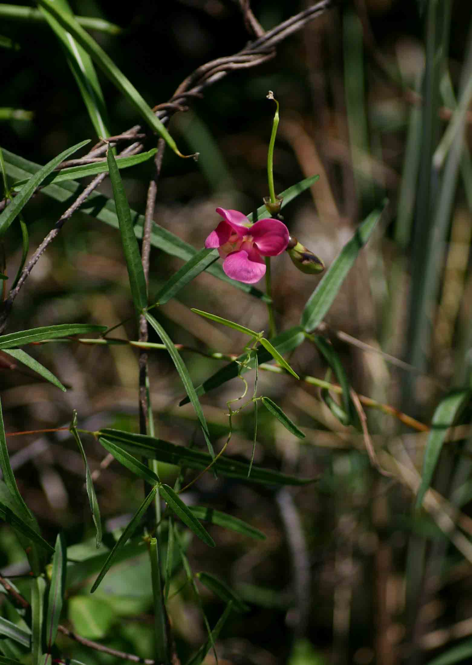 Sphenostylis stenocarpa Sphenostylis stenocarpa