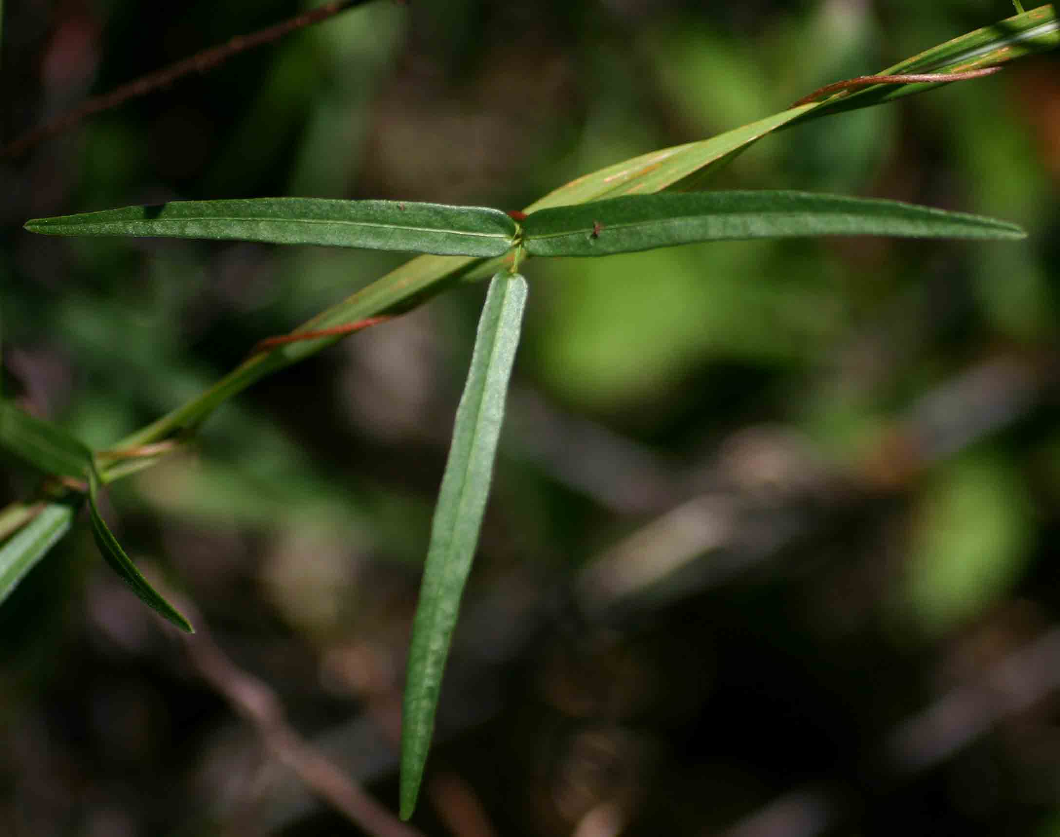 Sphenostylis stenocarpa Sphenostylis stenocarpa